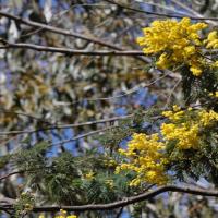 silver wattle